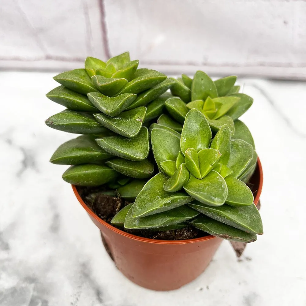 10 - 15cm Crassula Springtime House Plant 9cm Pot