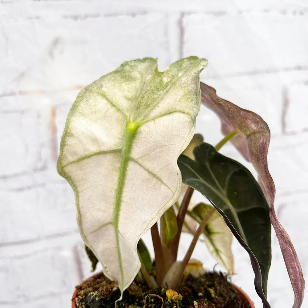 10 - 20cm Variegated Alocasia Amazonica Polly Elephant Ear Albo Variegata 9cm Pot