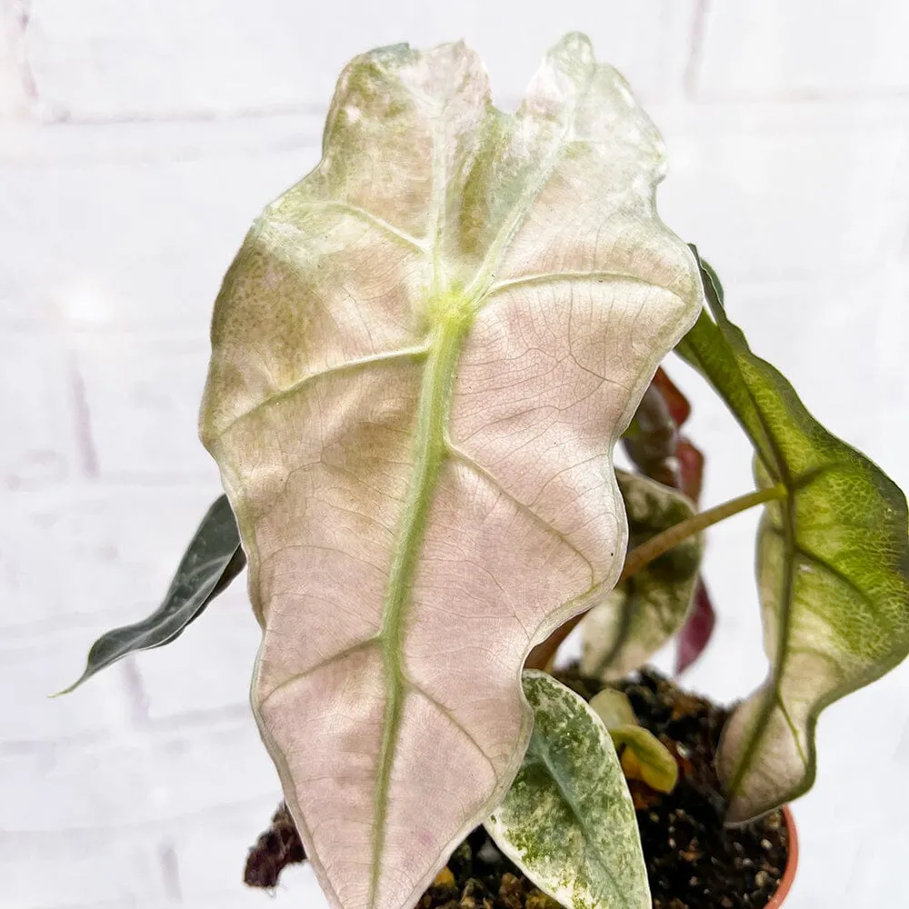 10 - 20cm Variegated Alocasia Amazonica Polly Elephant Ear Albo Variegata 9cm Pot