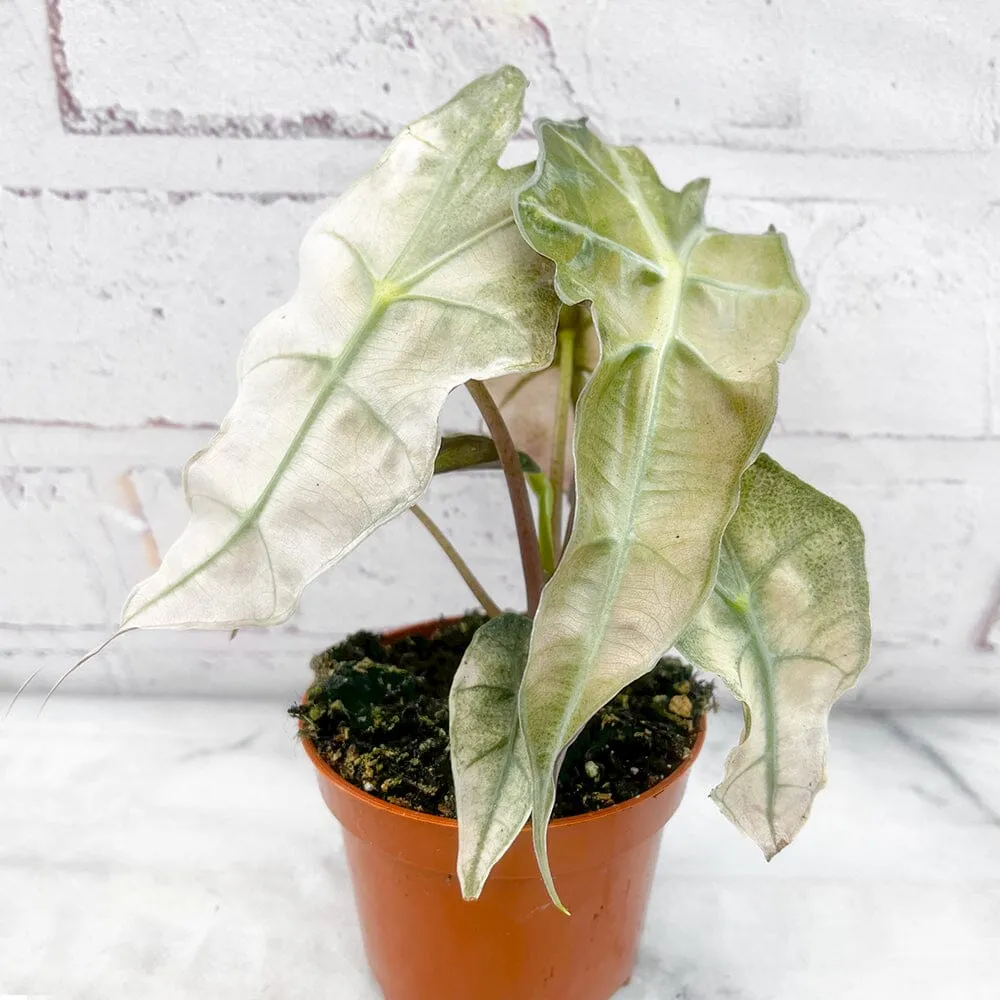 10 - 20cm Variegated Alocasia Amazonica Polly Elephant Ear Albo Variegata 9cm Pot