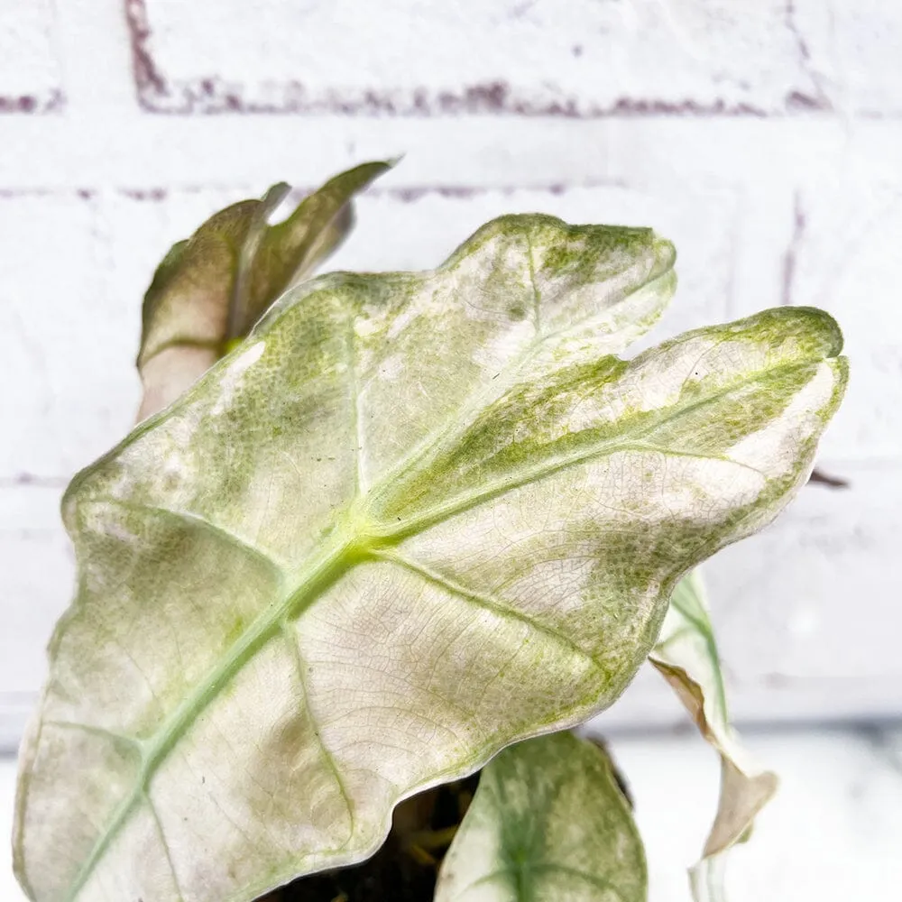 10 - 20cm Variegated Alocasia Amazonica Polly Elephant Ear Albo Variegata 9cm Pot