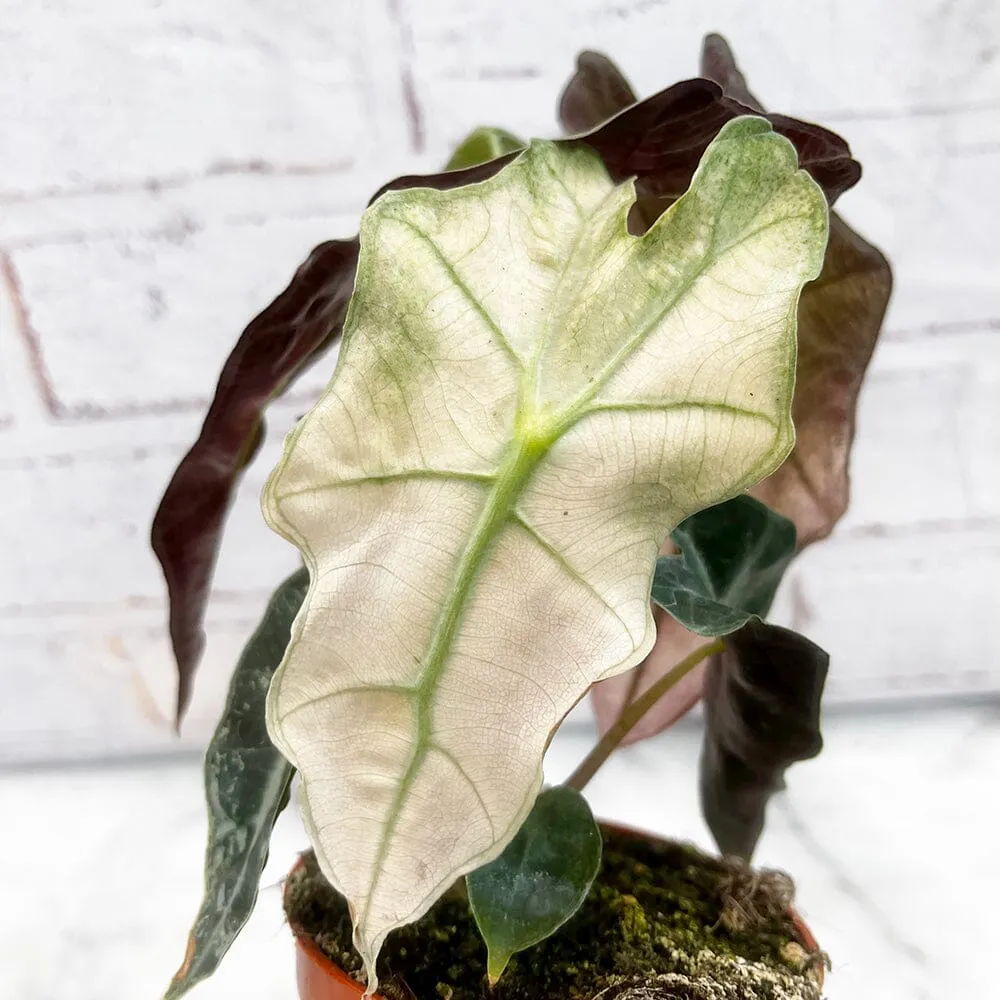 10 - 20cm Variegated Alocasia Amazonica Polly Elephant Ear Albo Variegata 9cm Pot