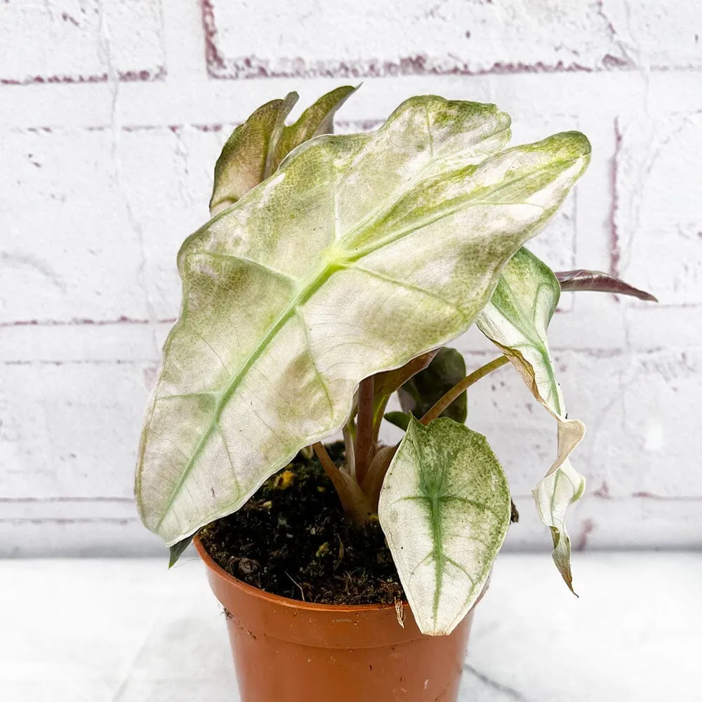 10 - 20cm Variegated Alocasia Amazonica Polly Elephant Ear Albo Variegata 9cm Pot