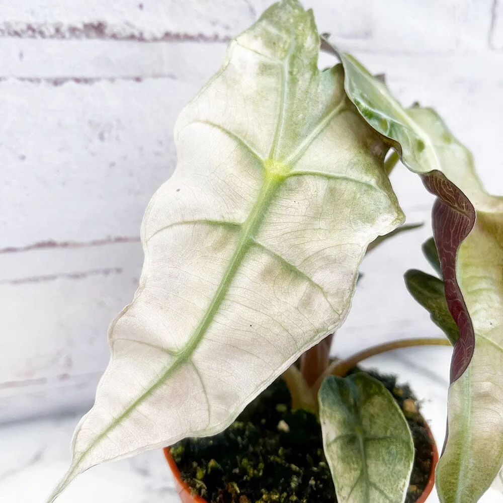 10 - 20cm Variegated Alocasia Amazonica Polly Elephant Ear Albo Variegata 9cm Pot