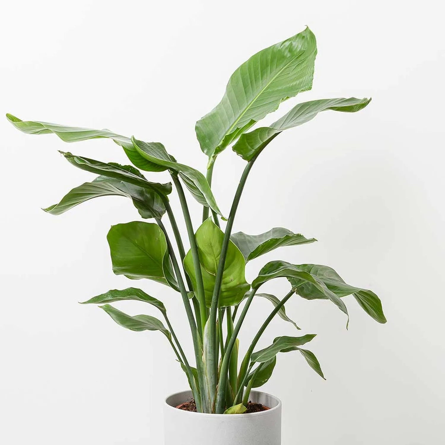 100 - 120cm Strelitzia Nicolai Bird of Paradise 21cm Pot House Plant