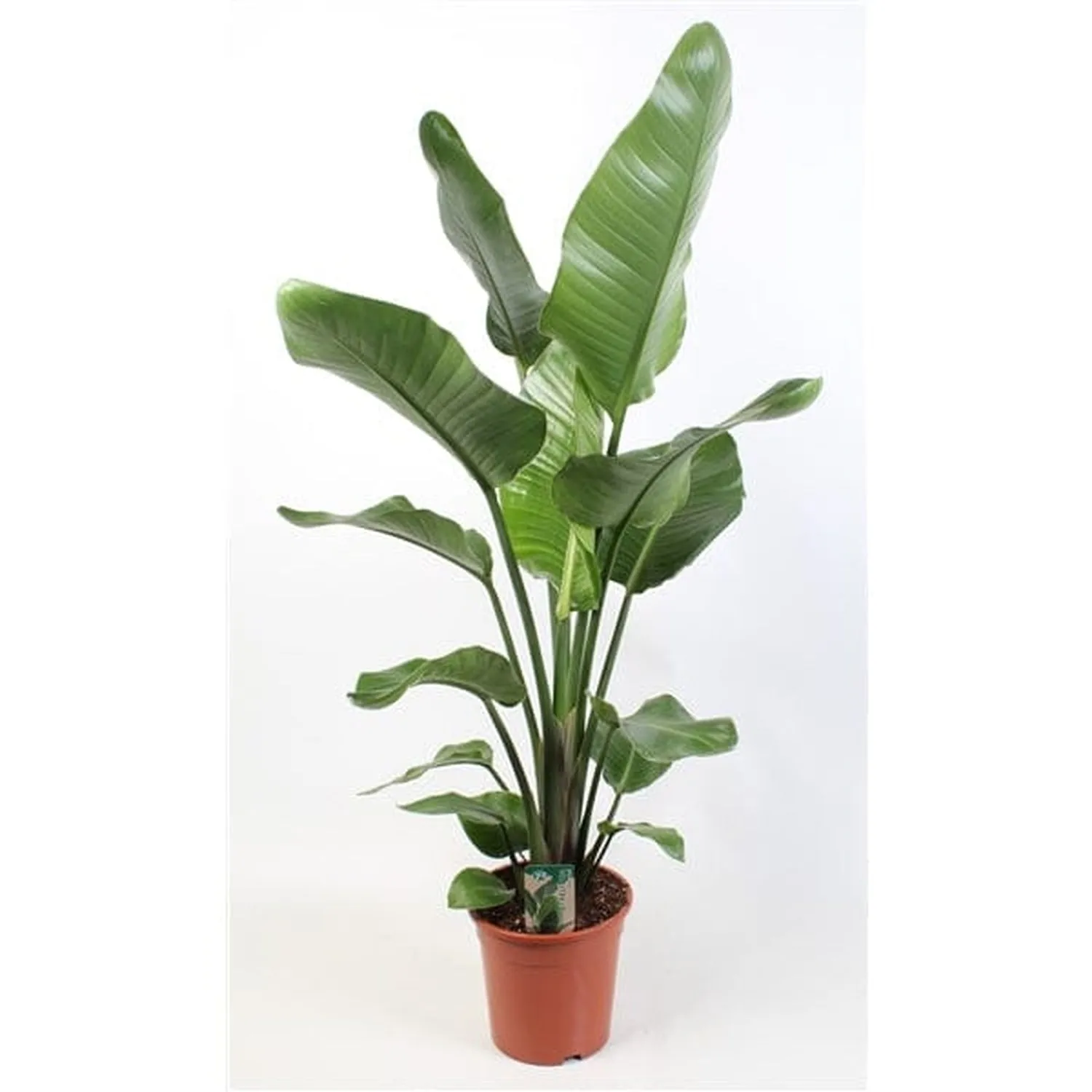 100 - 120cm Strelitzia Nicolai Bird of Paradise 21cm Pot House Plant