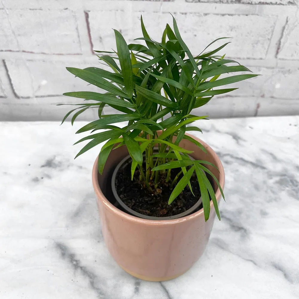 20 - 30cm Areca Palm 9cm Pot