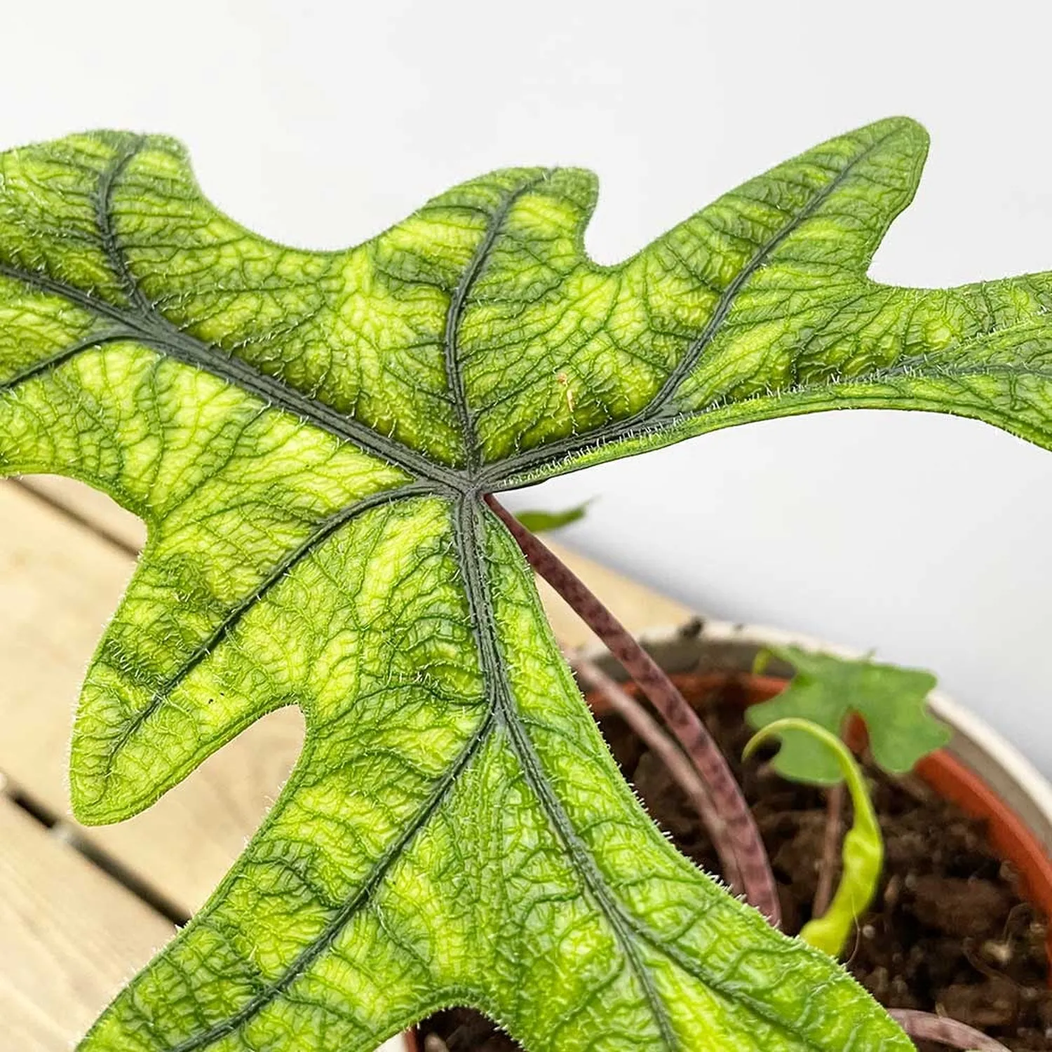 30 - 40cm Alocasia Jacklyn Elephant Ear 14cm Pot House Plant