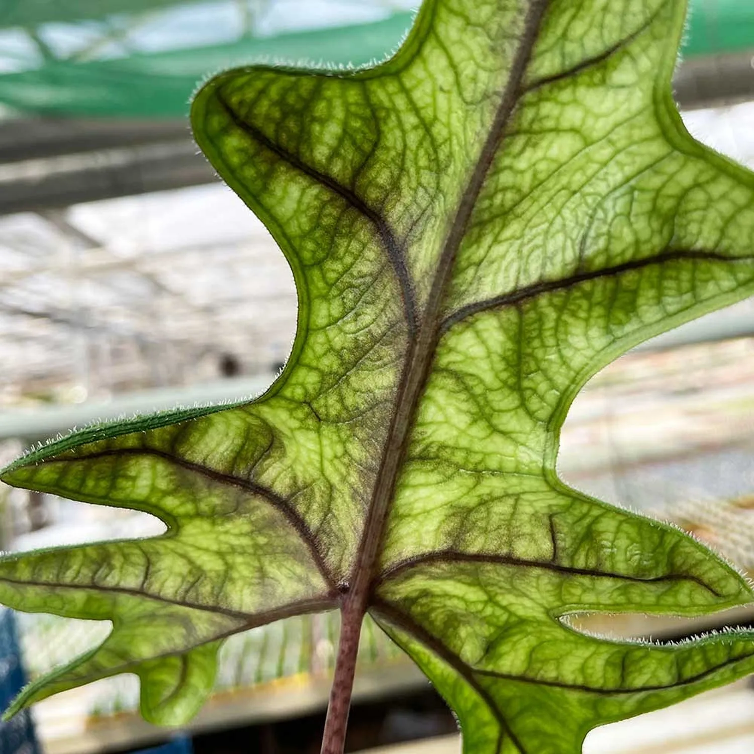 30 - 40cm Alocasia Jacklyn Elephant Ear 14cm Pot House Plant