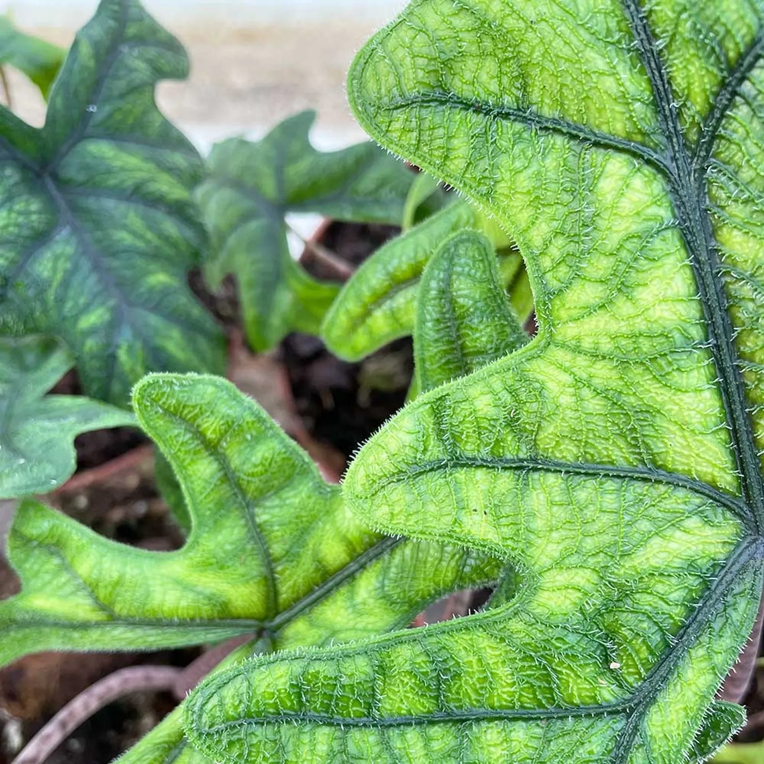 30 - 40cm Alocasia Jacklyn Elephant Ear 14cm Pot House Plant