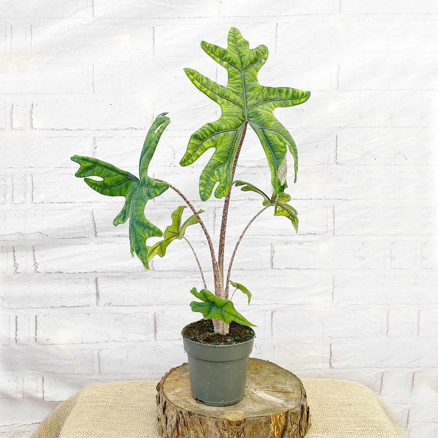 30 - 40cm Alocasia Jacklyn Elephant Ear 14cm Pot House Plant