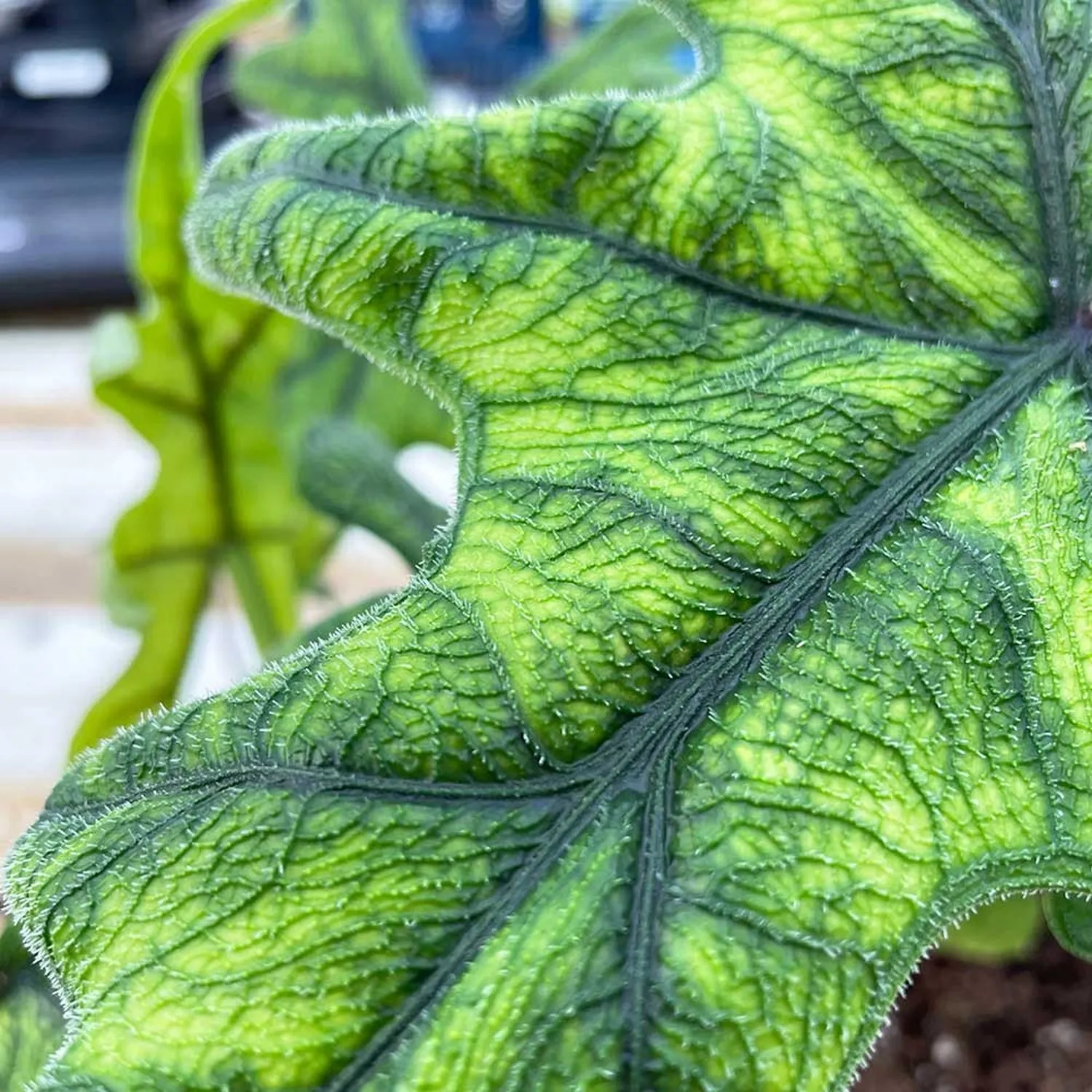 30 - 40cm Alocasia Jacklyn Elephant Ear 14cm Pot House Plant