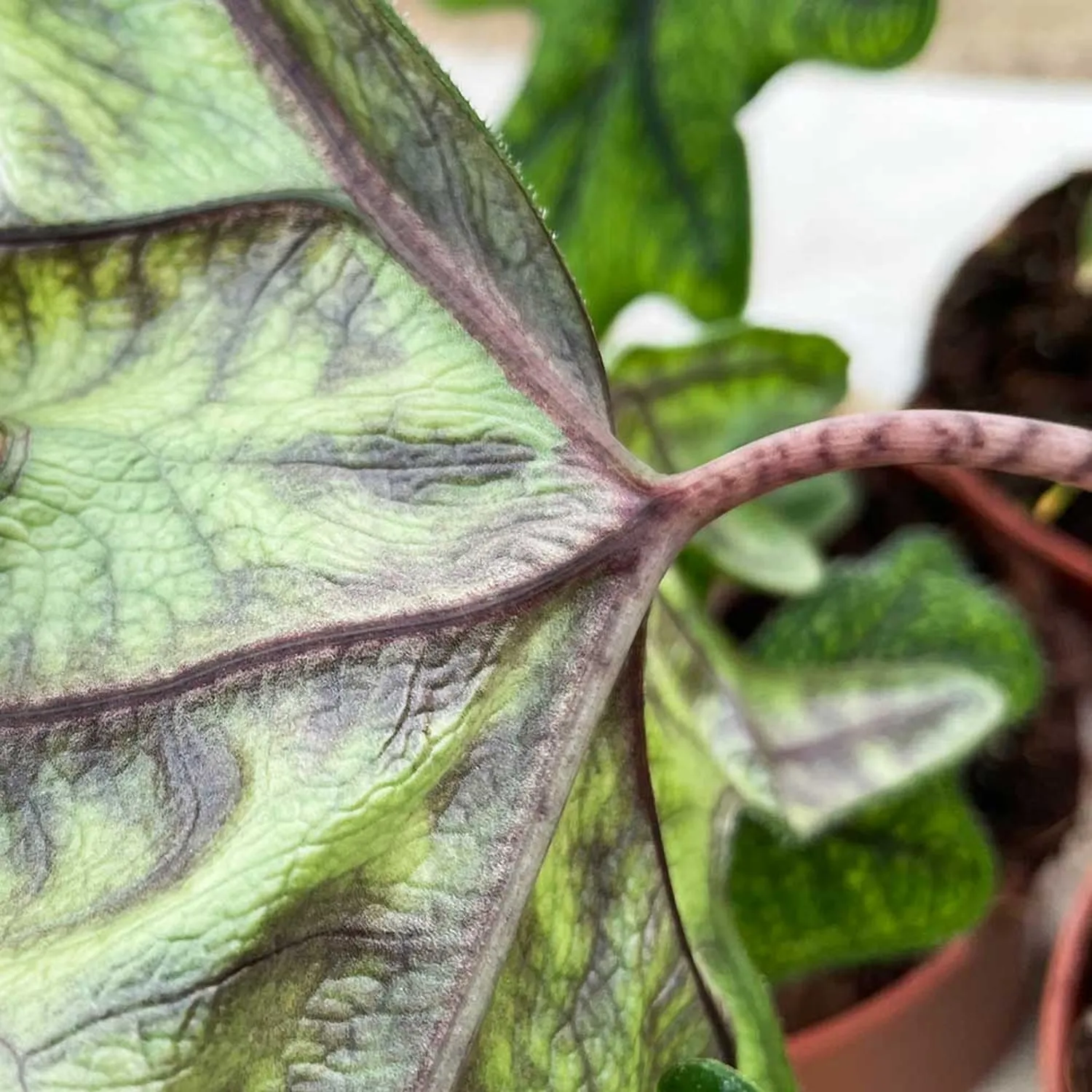 30 - 40cm Alocasia Jacklyn Elephant Ear 14cm Pot House Plant