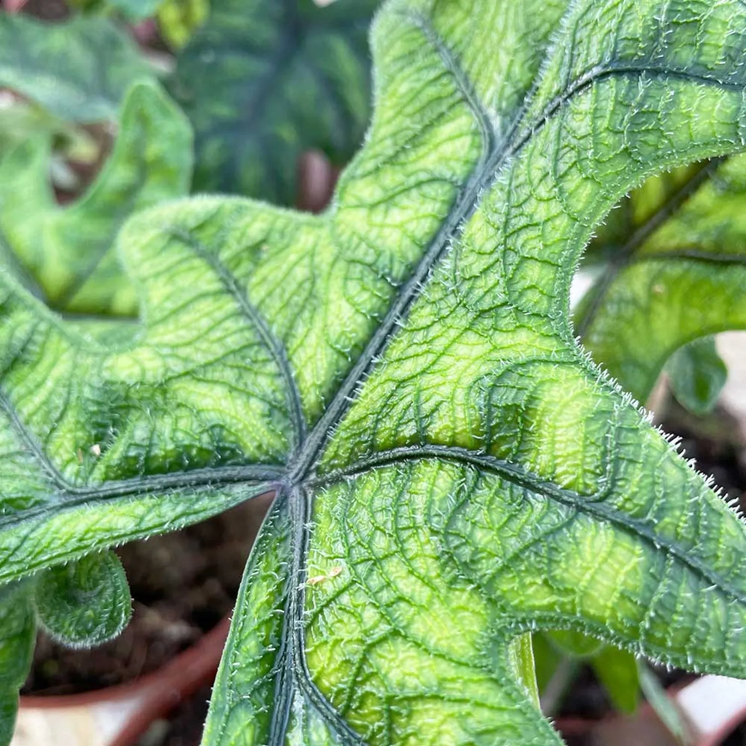 30 - 40cm Alocasia Jacklyn Elephant Ear 14cm Pot House Plant