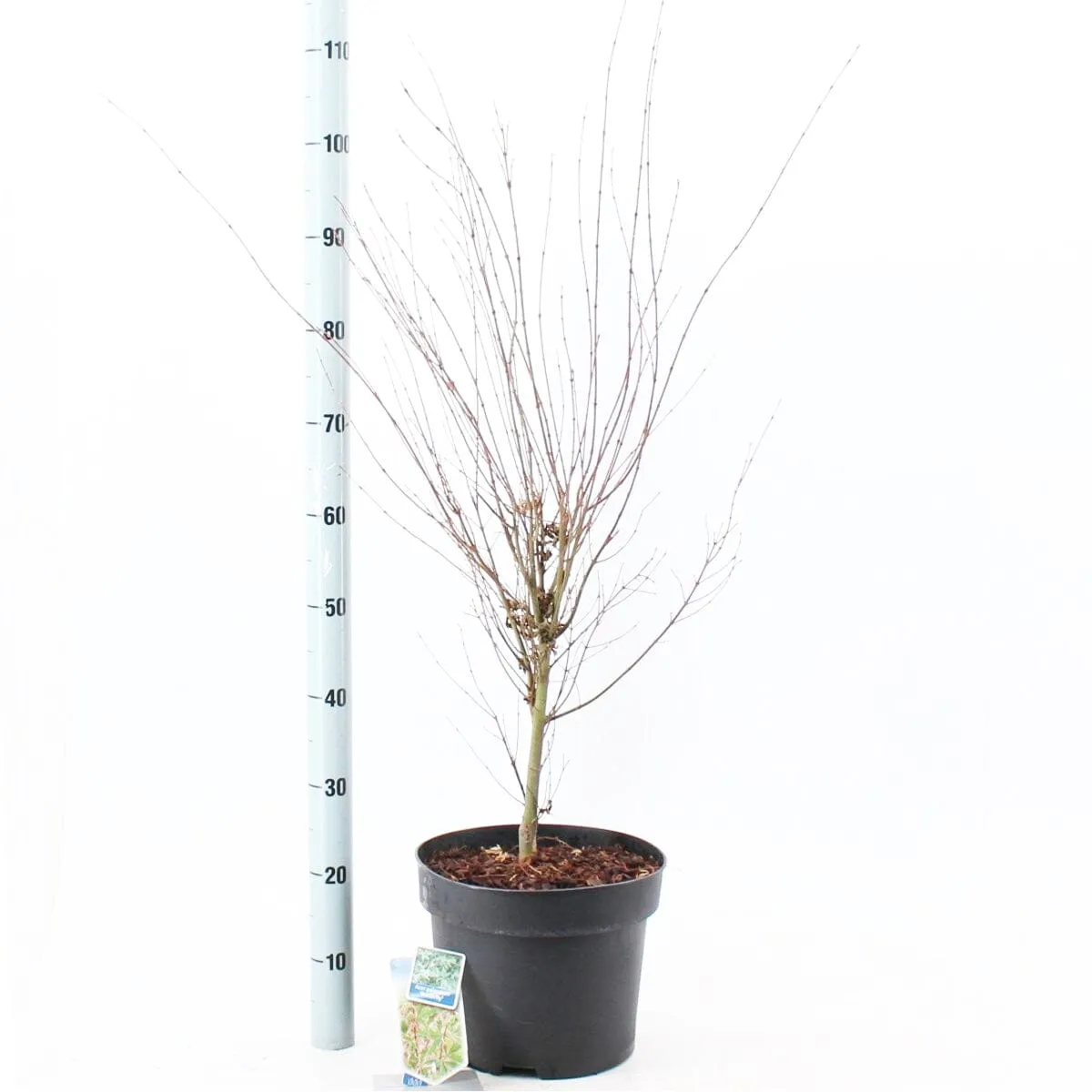 5x Acer Palmatum Butterfly 19cm Pot 60cm Shrub Plant