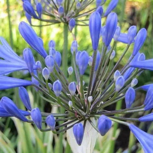 Agapanthus praecox Queen Anne