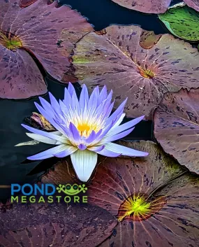 Amethyst Mist Water Lily <br> Blue Waterlily@