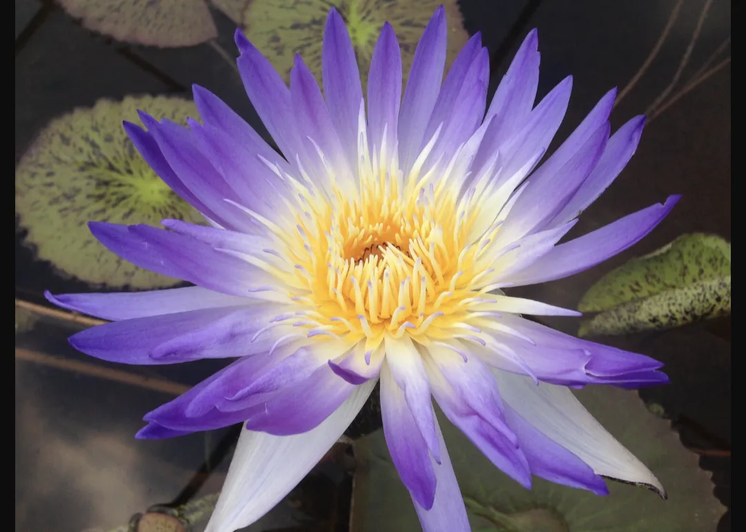 Amethyst Mist Water Lily <br> Blue Waterlily@