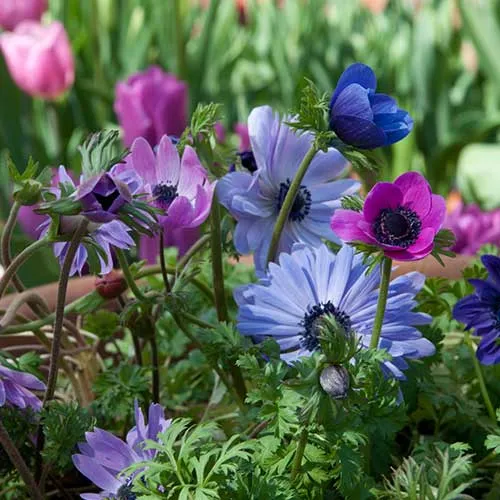 Anemone coronaria St Brigid Mixed