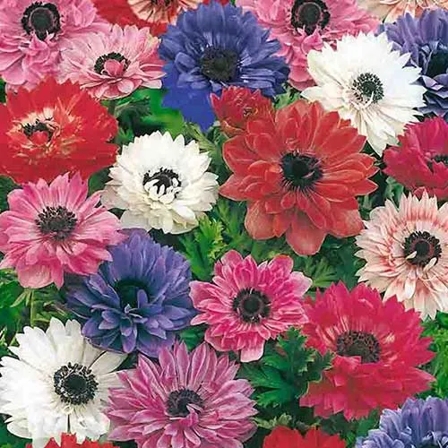 Anemone coronaria St Brigid Mixed