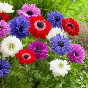 Anemone coronaria St Brigid Mixed