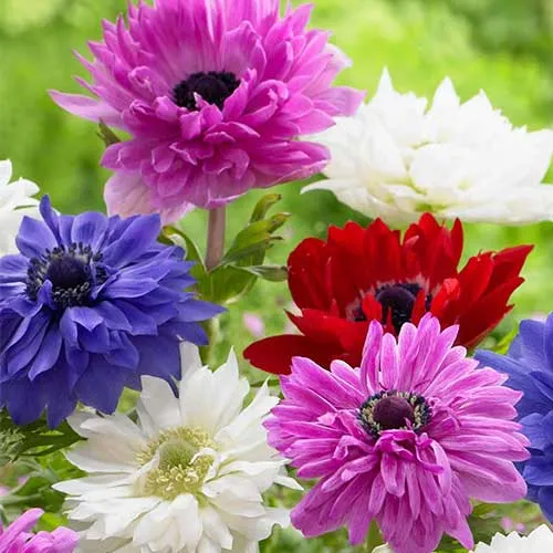 Anemone coronaria St Brigid Mixed