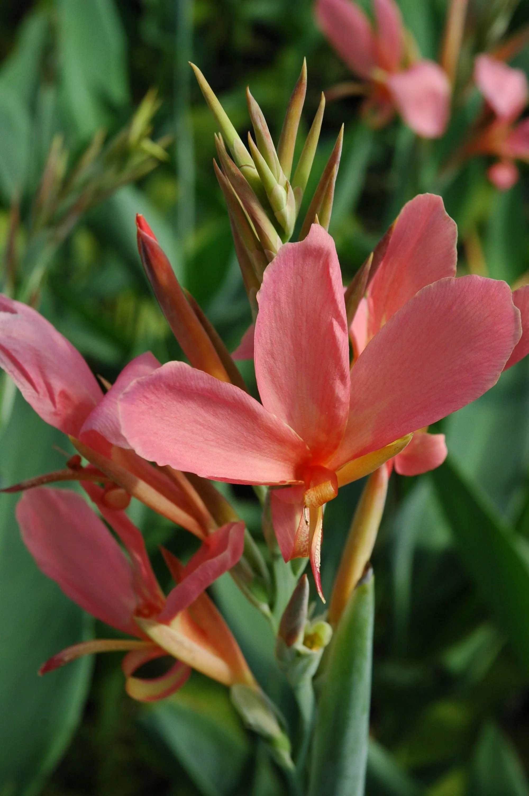 Canna Longwood 'Erebus' (Bare Root)