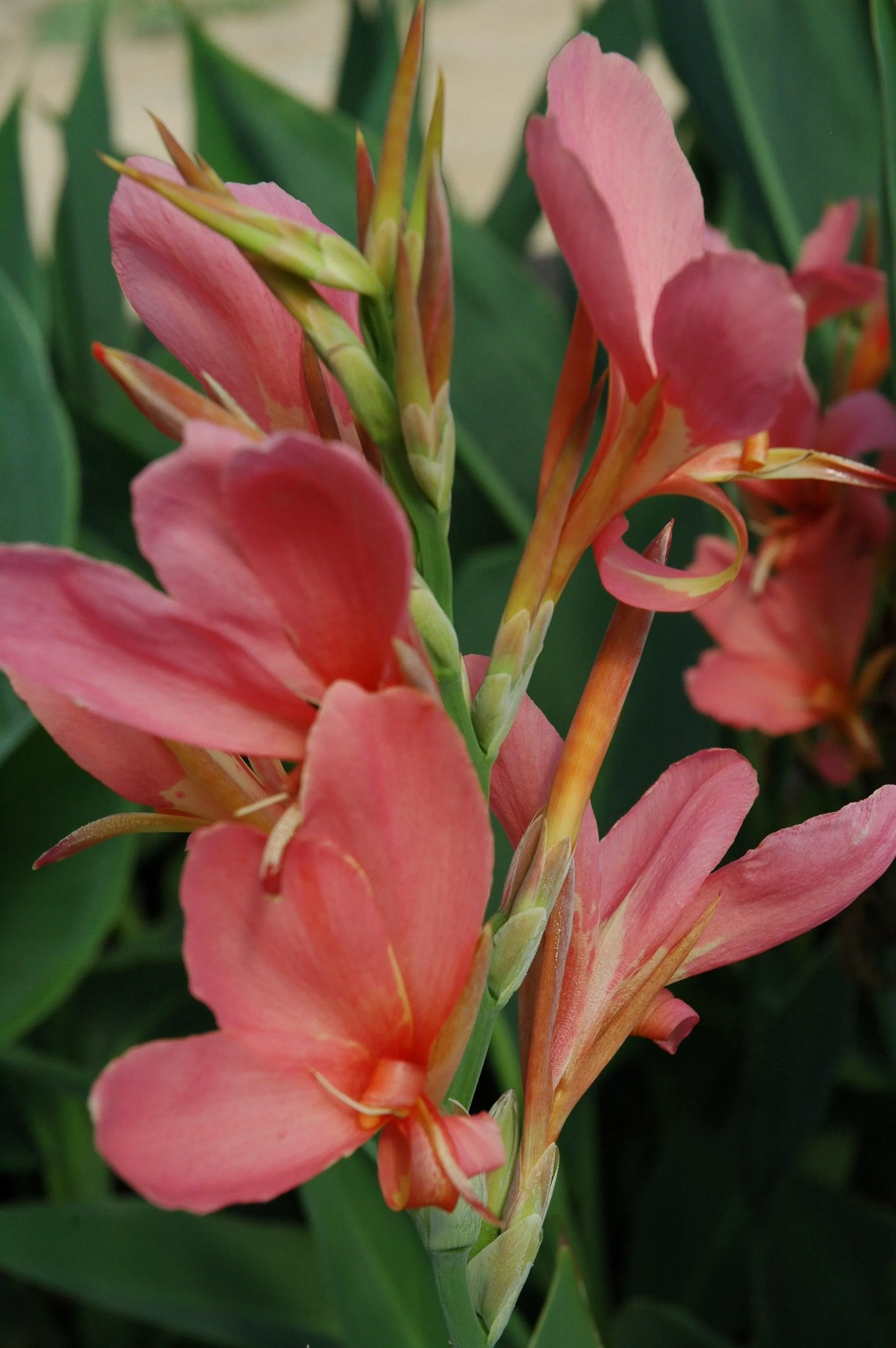 Canna Longwood 'Erebus' (Bare Root)