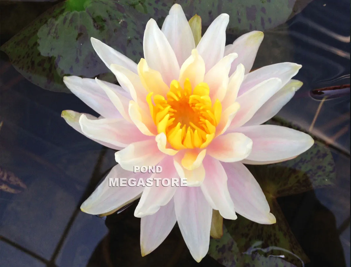 Citrus Twist Waterlily <br> Small-Medium Hardy Water Lily