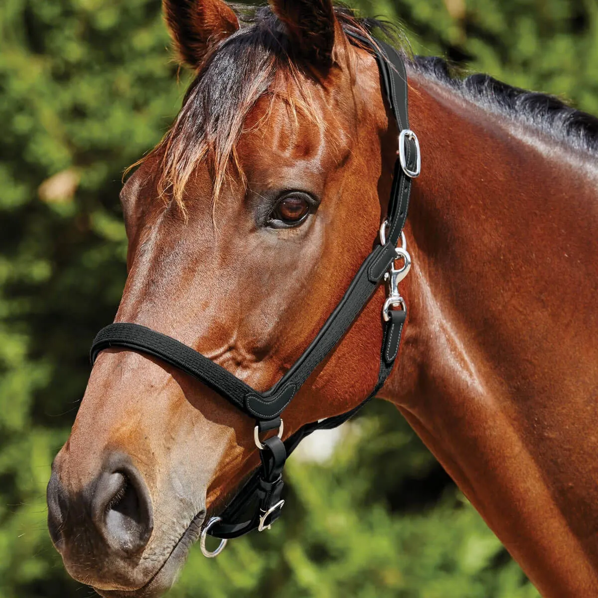 Collegiate ComFiTec Leather Headcollar