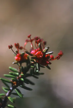 Crowberry - <i>Empetrum nigrum</i>