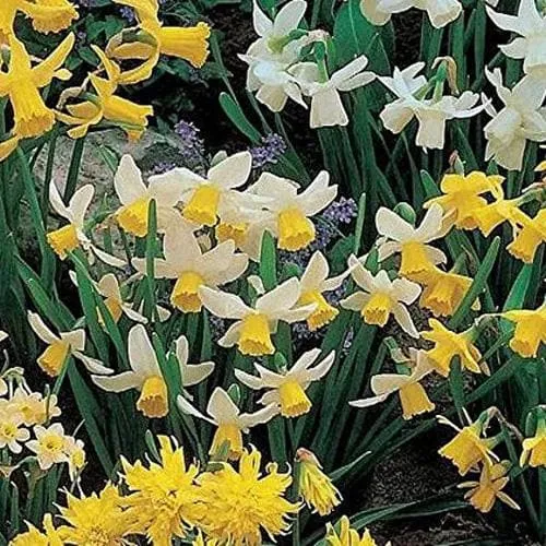 Daffodil (Narcissi) - Mixed Miniature