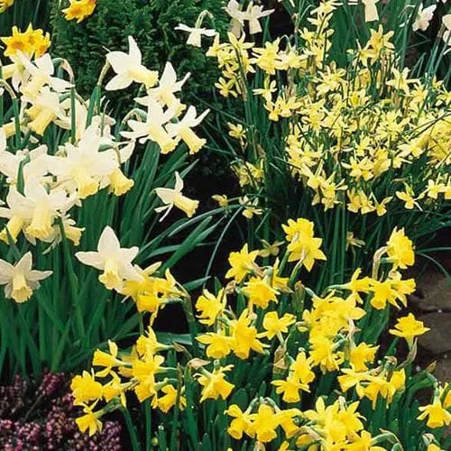 Daffodil (Narcissi) - Mixed Miniature