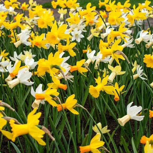 Daffodil (Narcissi) - Mixed Miniature