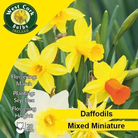 Daffodil (Narcissi) - Mixed Miniature