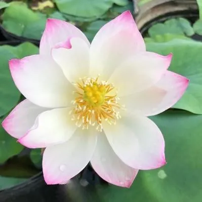 Dancing in Jade Tower Lotus (Bare Root)