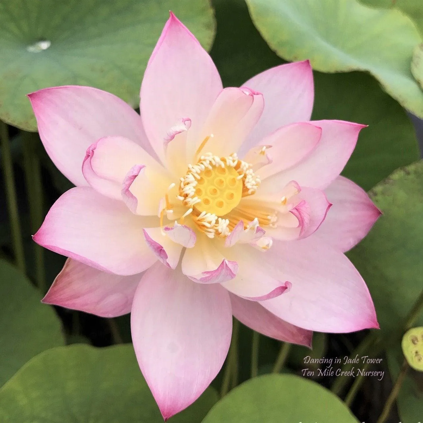 Dancing in Jade Tower Lotus (Bare Root)