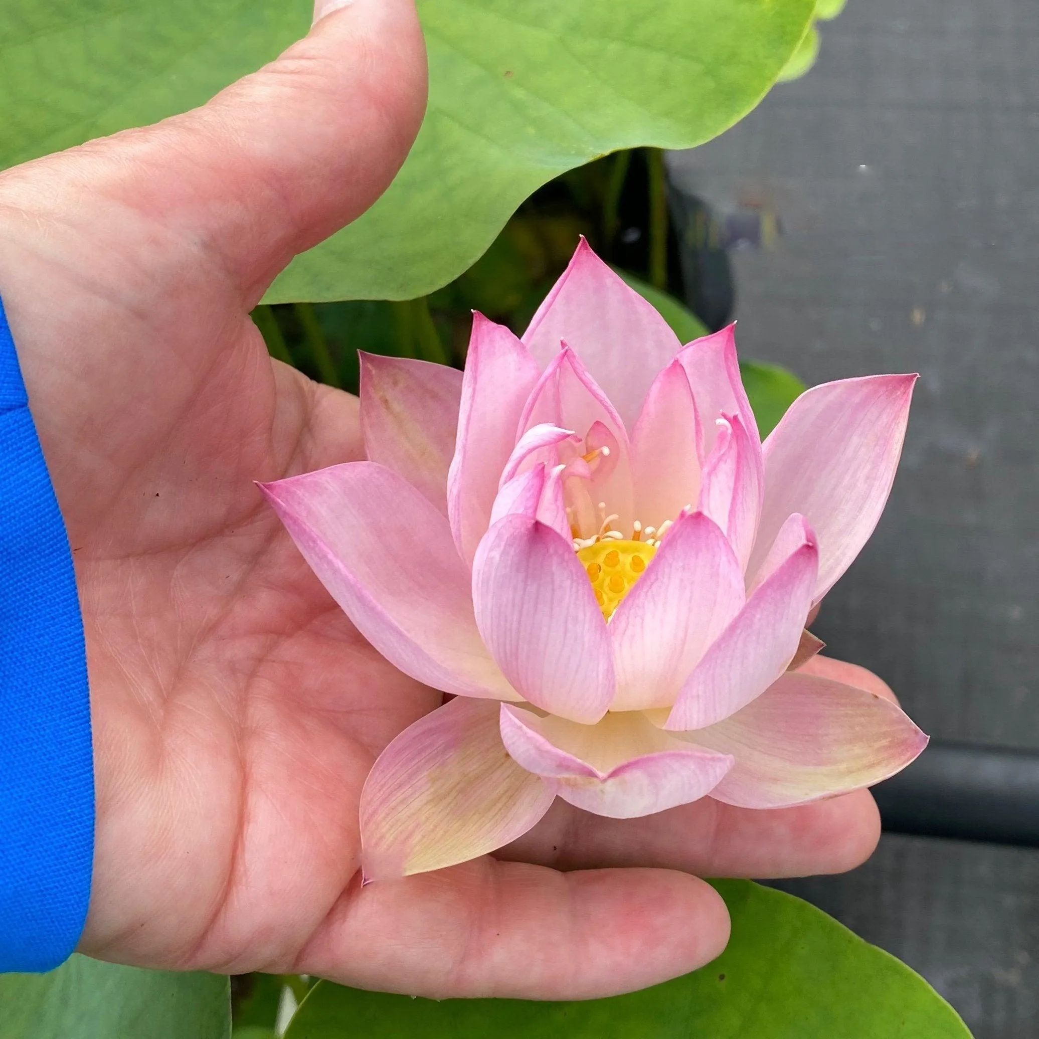 Dancing in Jade Tower Lotus (Bare Root)