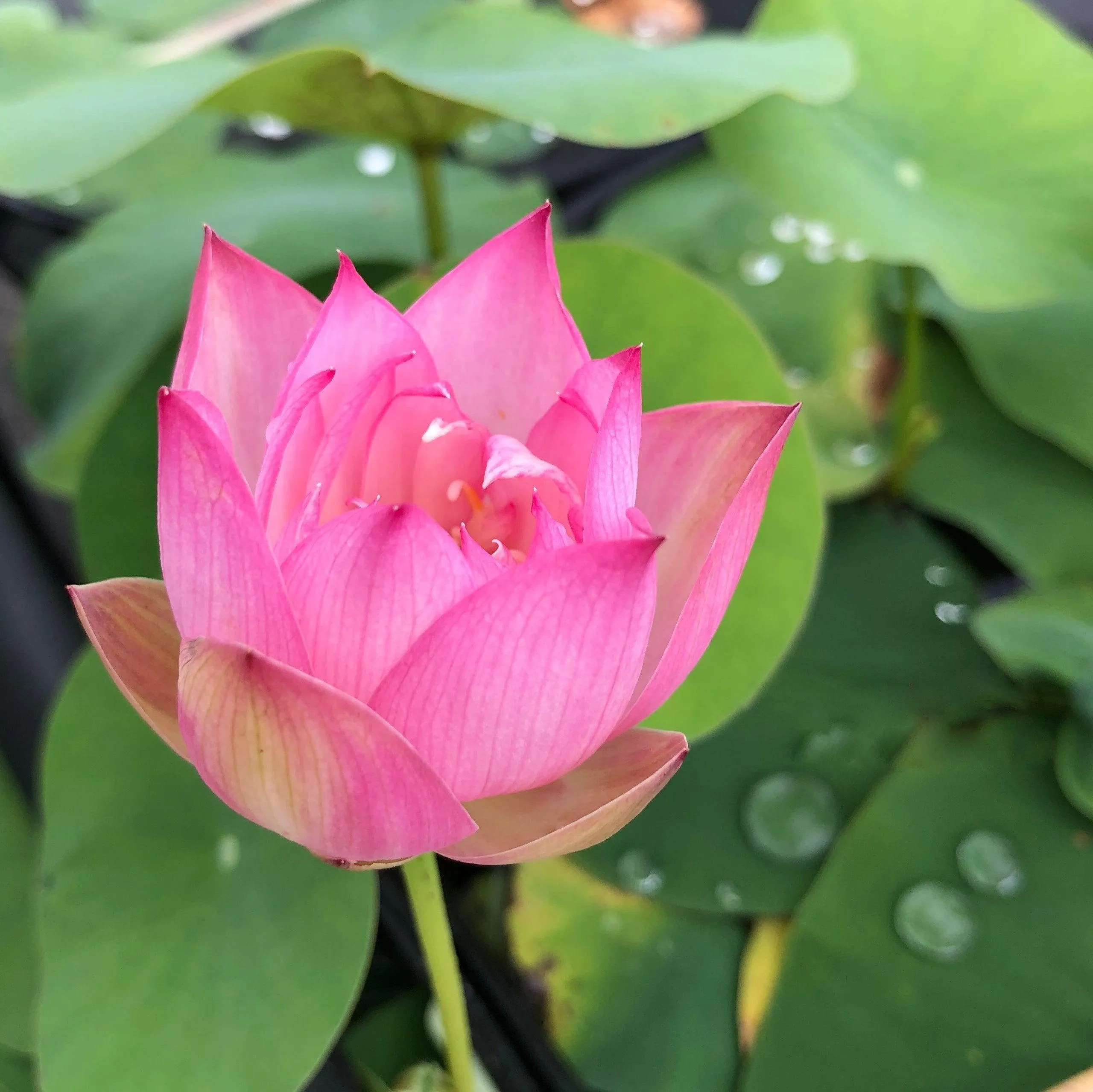 Dancing in Jade Tower Lotus (Bare Root)