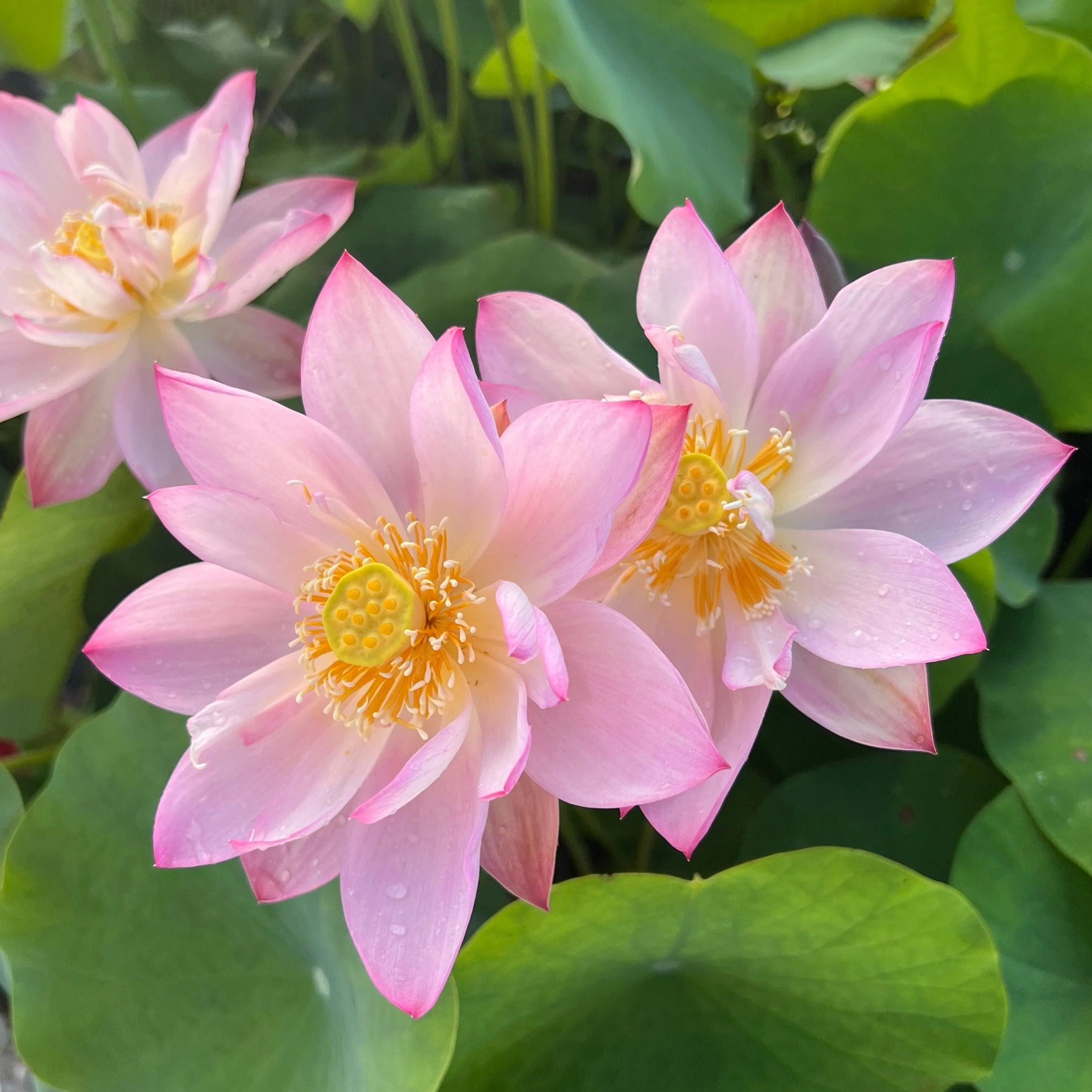 Dancing in Jade Tower Lotus (Bare Root)