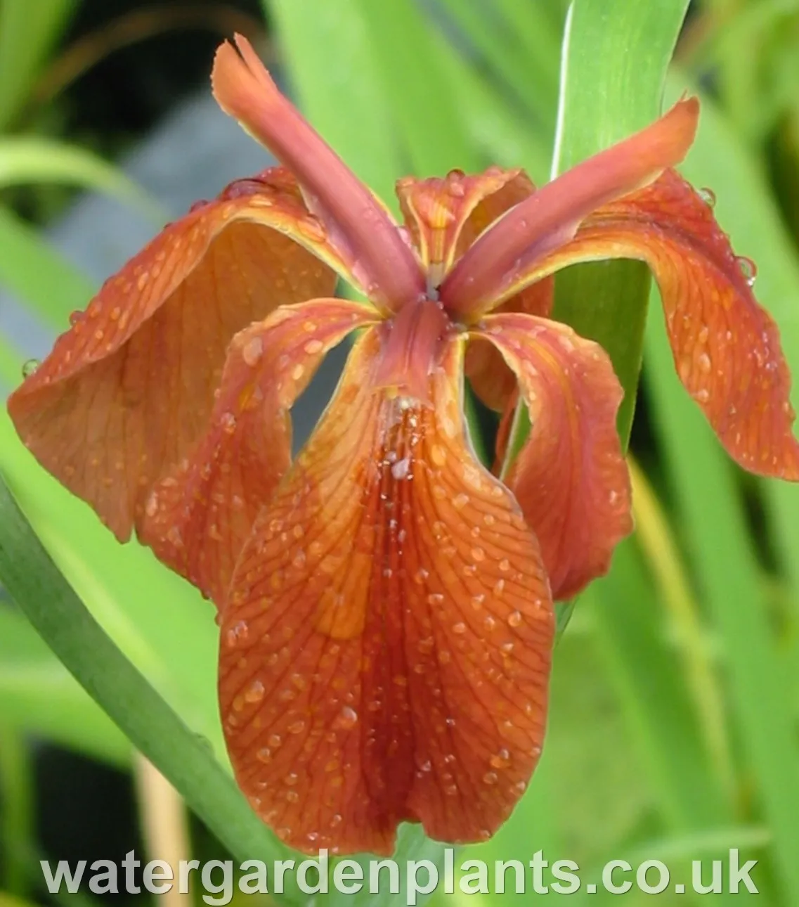 Iris fulva - American Copper Iris