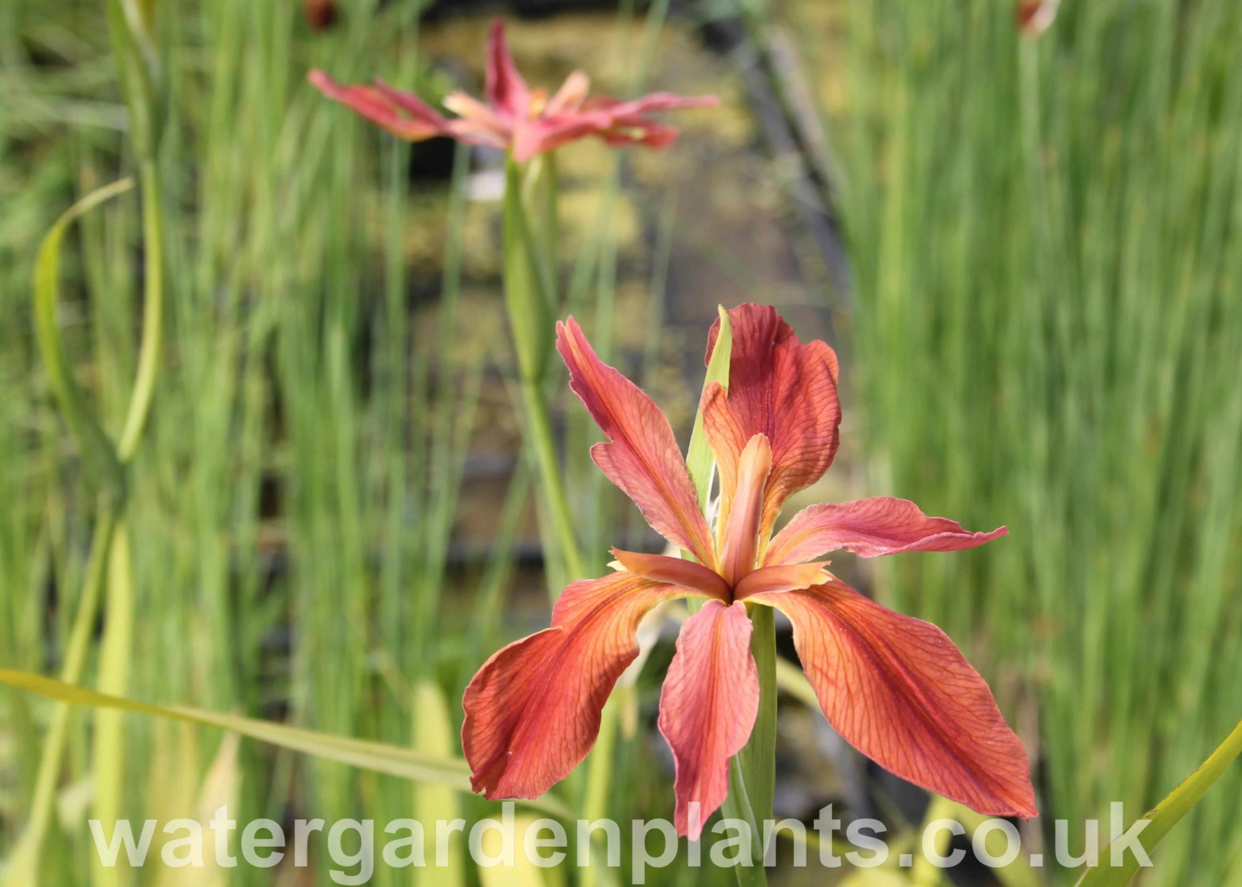 Iris fulva - American Copper Iris