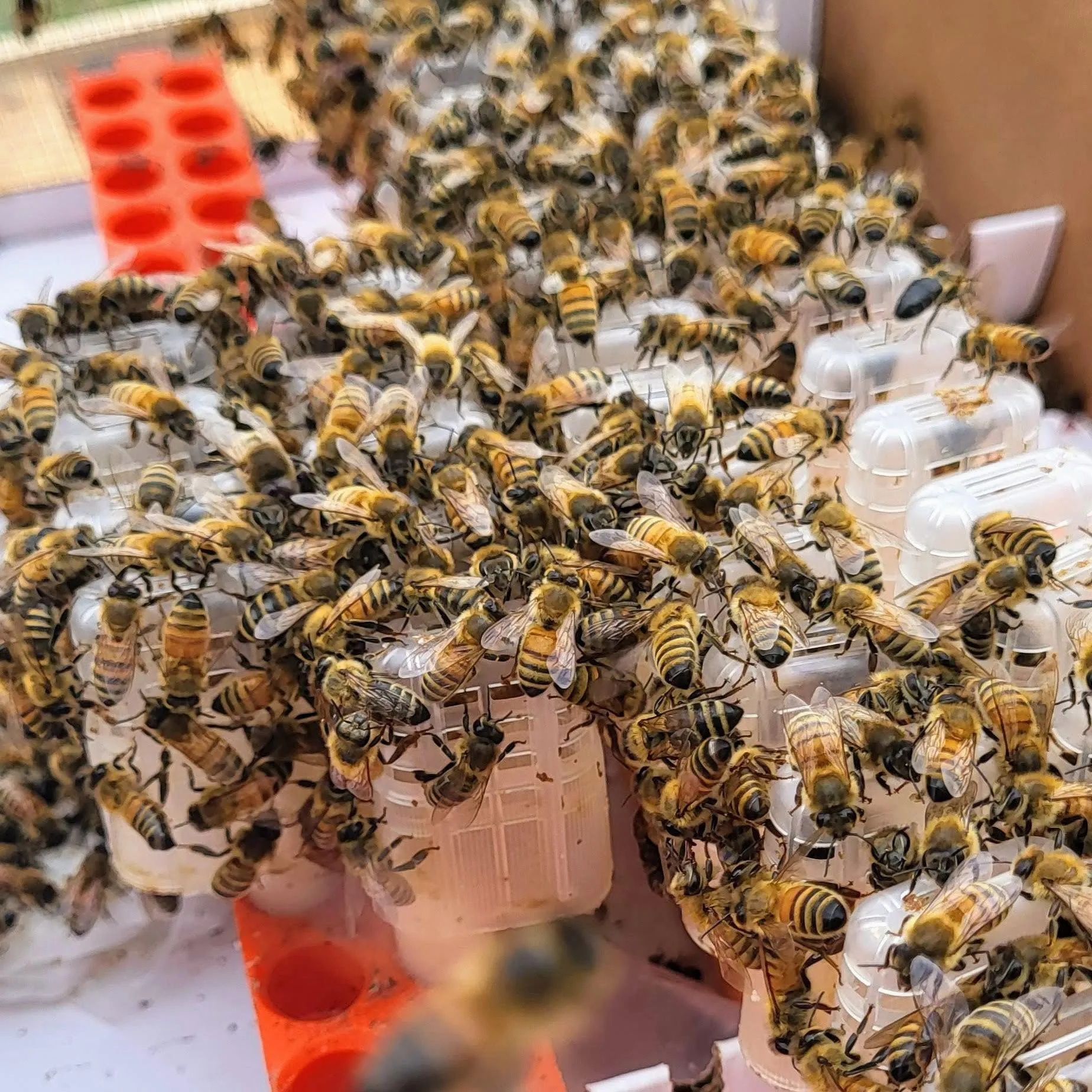 Mated Honey Bee Queens