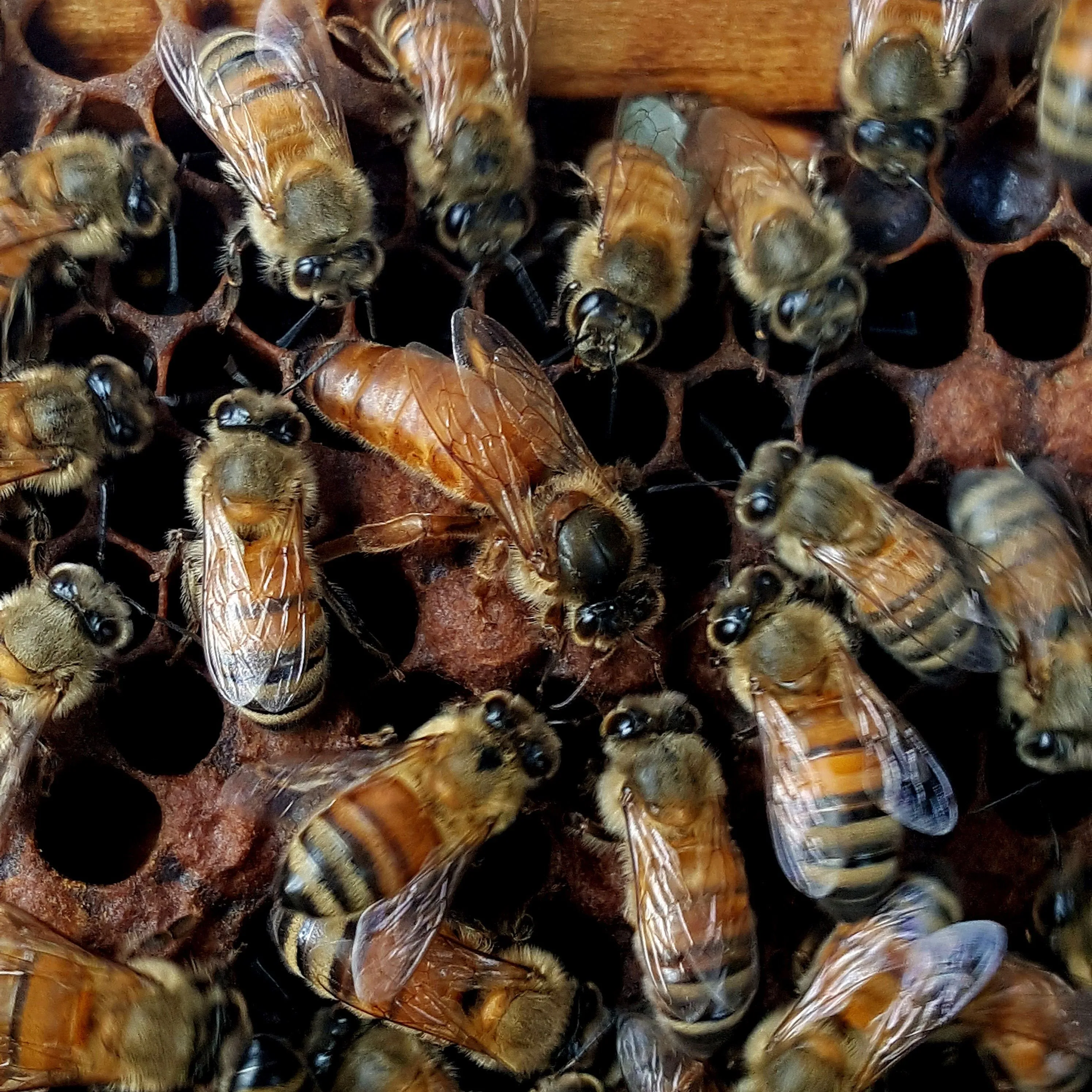 Mated Honey Bee Queens