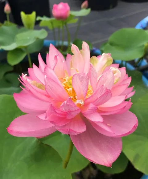 Pink Tower Lotus  <br>  Superb flowers