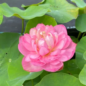 Pink Tower Lotus  <br>  Superb flowers