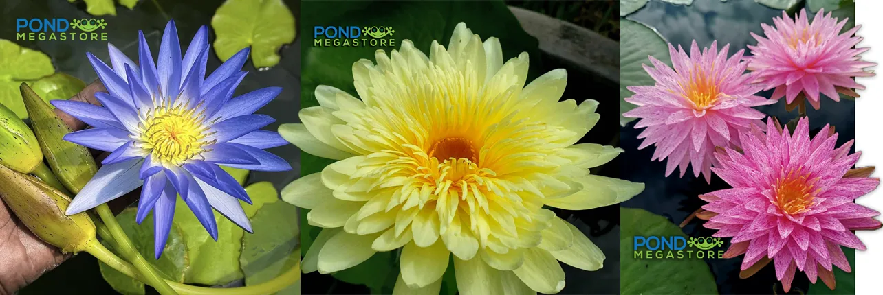 PondGRO Perfect Blend Soil for Waterlily, Lotus, Pond Plants <br>AVAILABLE NOW!