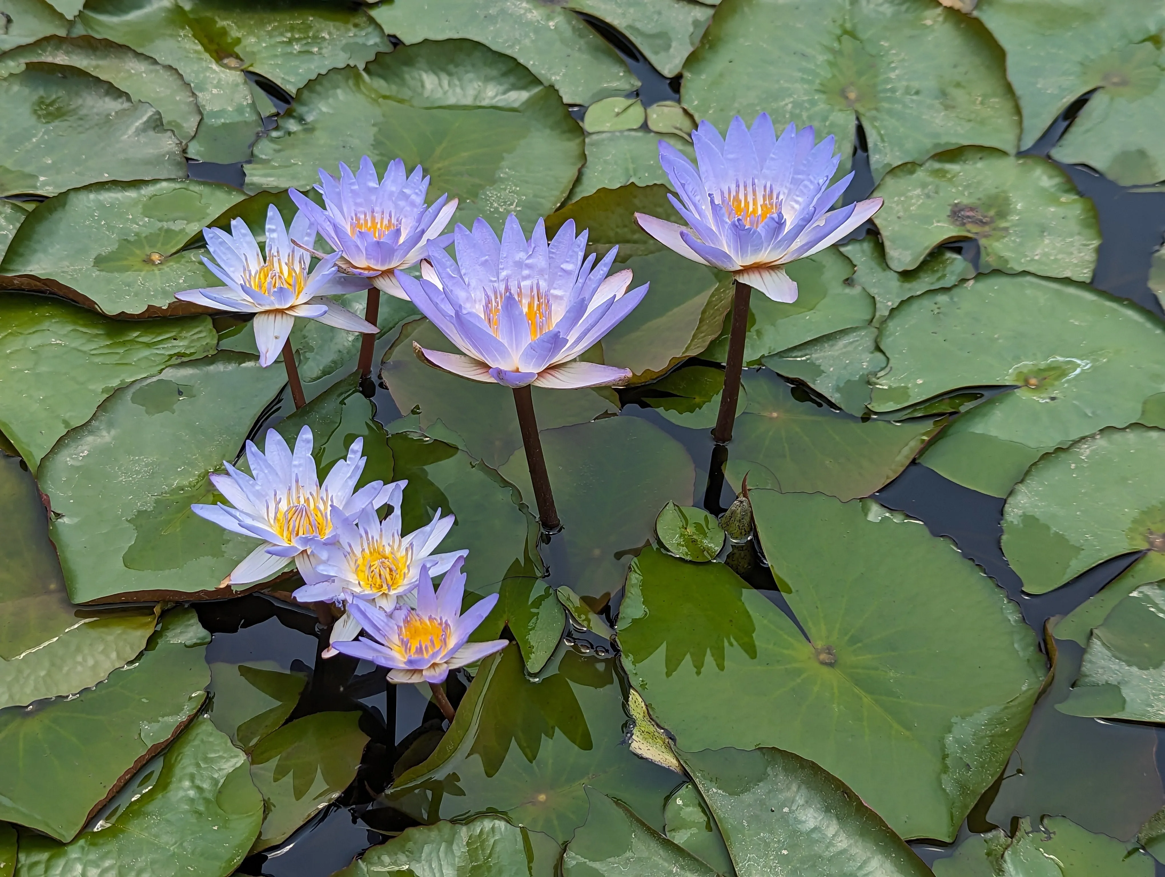 PondGRO Perfect Blend Soil for Waterlily, Lotus, Pond Plants <br>AVAILABLE NOW!