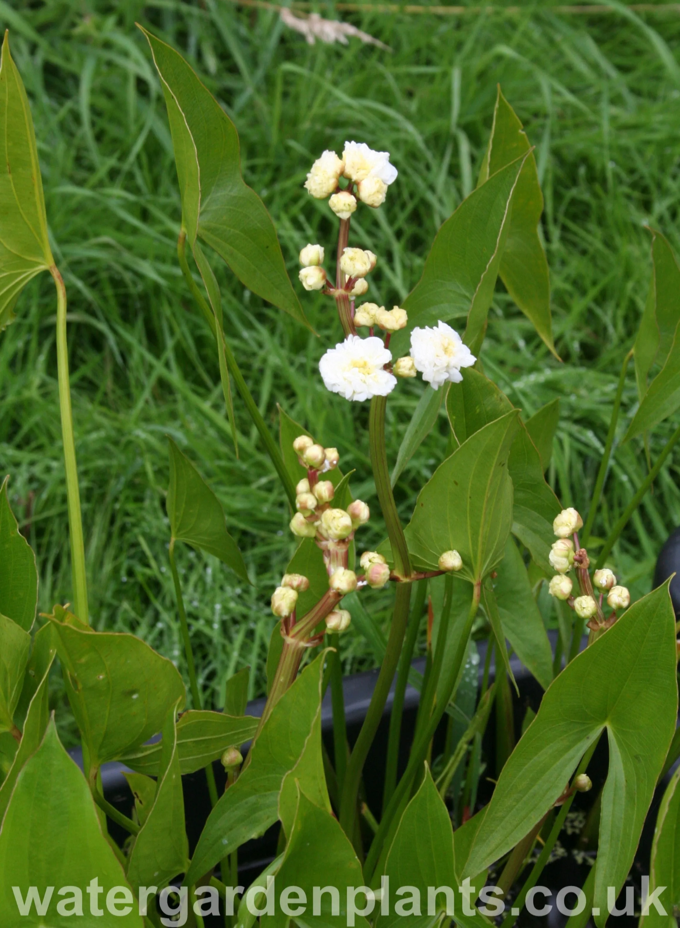 Sagittaria sagittifolia var. leucopetala 'Flore Pleno' - Double-Flowered Arrowhead, Double-Flowered Swamp Potato