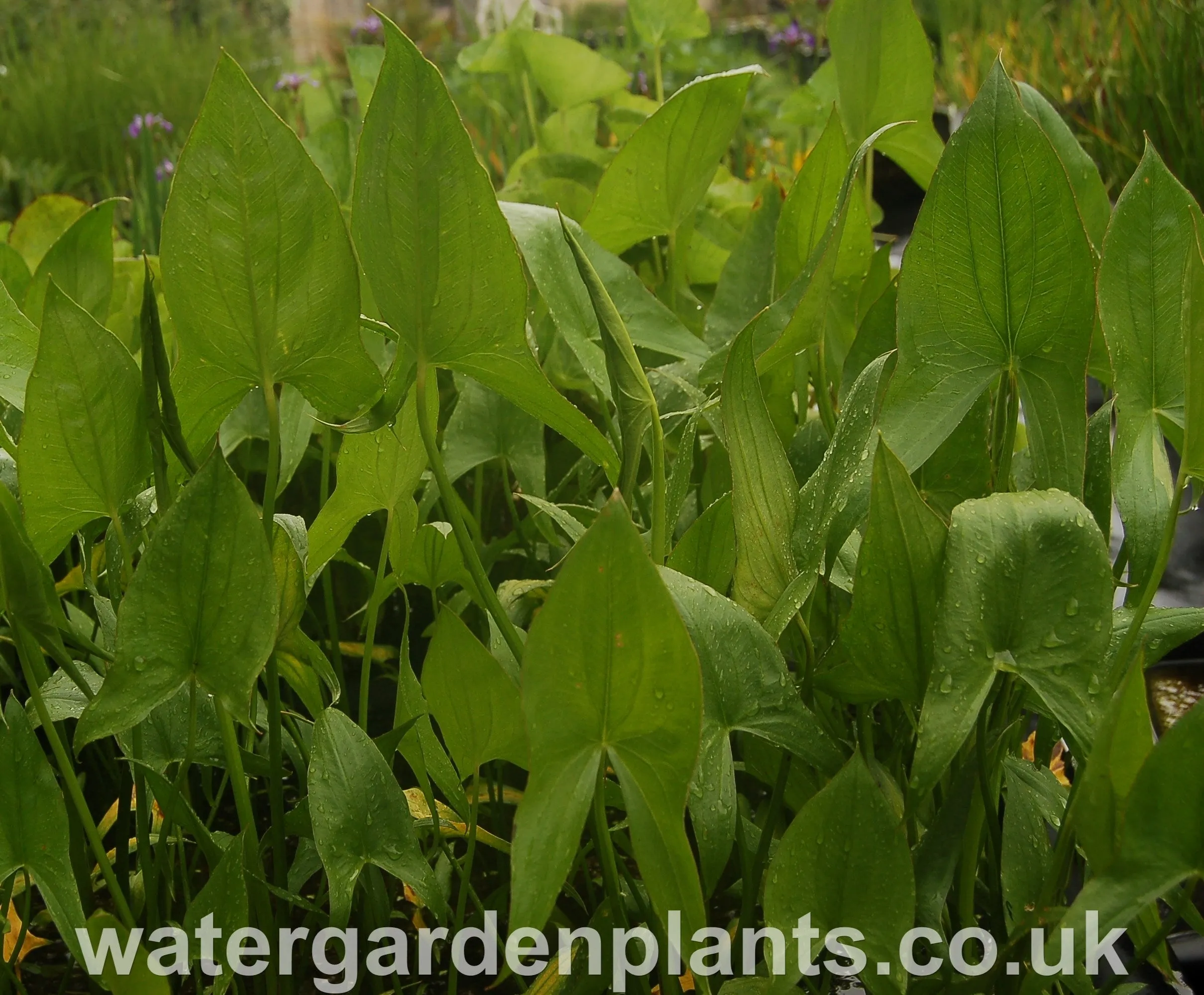 Sagittaria sagittifolia var. leucopetala 'Flore Pleno' - Double-Flowered Arrowhead, Double-Flowered Swamp Potato